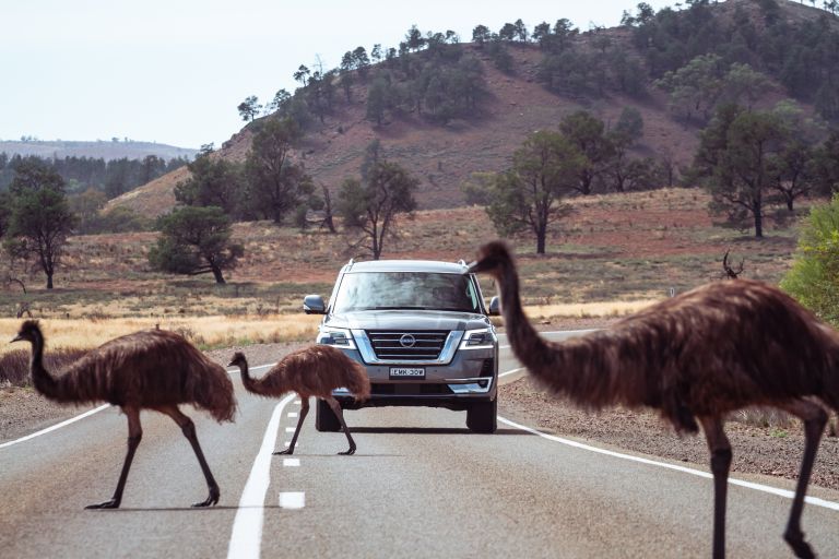 2022 Nissan Patrol - Australian version 668358